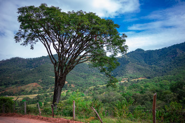 Arbol a lado de un camino rural en medio de la montaña