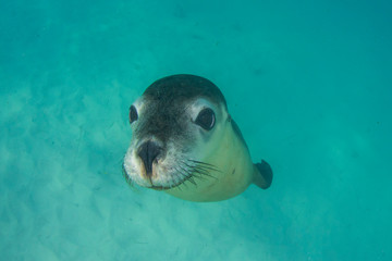 Australian Sea Lion