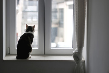 Cute tabby cat sitting on a window sill. Selective focus. - Powered by Adobe