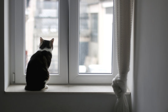 Cute tabby cat sitting on a window sill. Selective focus.