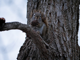 squirrel on tree eating nut