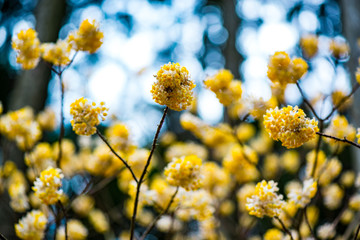 西方寺のミツマタ