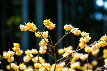 西方寺のミツマタ