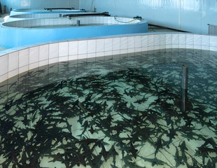 Amur sturgeon (Acipenser schrenckii) fingerlings in the hatchery incubator. Fish farm for artificial breeding of sturgeon. Khabarovsk Krai, far East, Russia