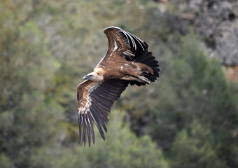 buitre leonado volando en un parque natural