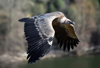 buitre leonado volando en un parque natural