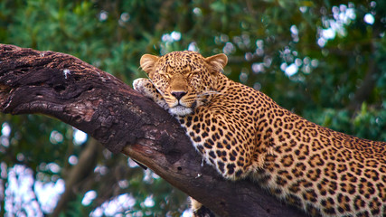 Leopard sleeping on a tree branch in Maasai Mara national park. Taken while on a game drive during...