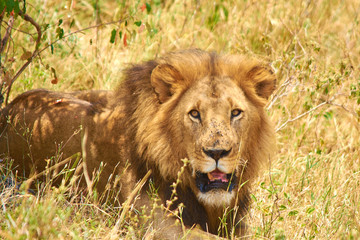 Lion resting on the ground covering from the heat of the sun.  Taken while on a game drive in the Maasai Mara national park during a safari trip around Kenya and Tanzania.