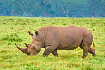 Obraz premium Black rhino walking through the grass in Lake Nakuru with clouds and trees on the background, Kenya. Taken while on a game drive during a safari trip in Kenya and Tanzania. 