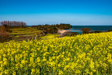 長崎鼻の菜の花