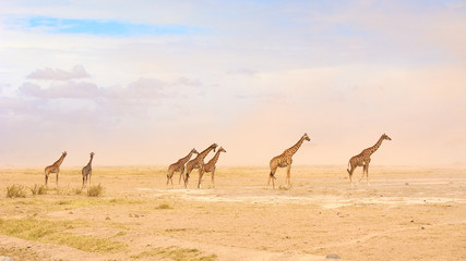 Group of giraffes passing through a sand cloud in Serengeti National Park. Taken during game drive from the 4X4 while on a safari trip in Kenya and Tanzania. 