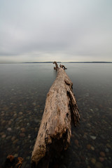 Tree Trunk