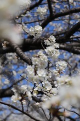 桜　サクラ　さくら