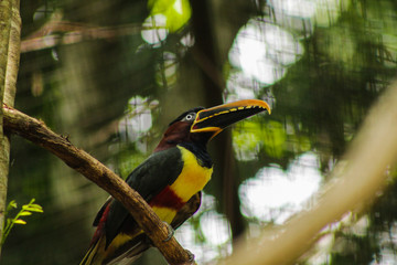 Araçari in Parque das Aves, Foz do Iguaçu, Brasil