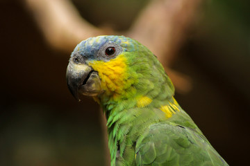 colorful parrot