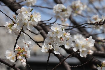 桜　サクラ　さくら