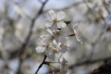 桜　サクラ　さくら