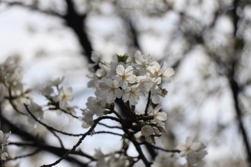 桜　サクラ　さくら