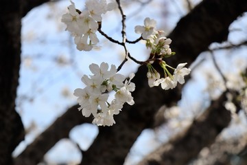 桜　サクラ　さくら