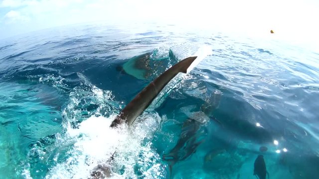 sharks attacking camera agressively
