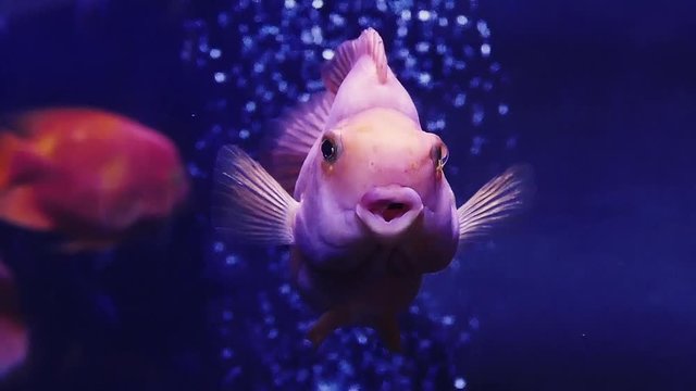 Big lips. Unique fish freak in slow motion. Aquarium pattern for design. Aqua dark blue background for design.