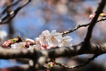 桜　サクラ　さくら