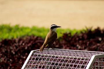 Bem-te-vi no parque