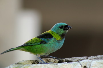 Colorful bird