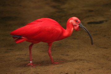 Red guará, in Parque das Aves, Foz do Iguaçu, Brasil