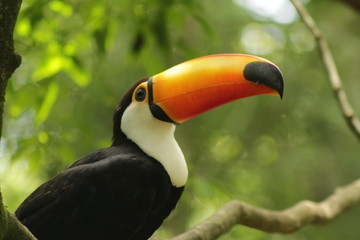 Beautiful toucan in Parque das Aves, Foz do Iguaçu, Brasil