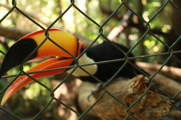 Toucan wants to be free