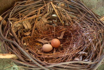 a fake and a real egg