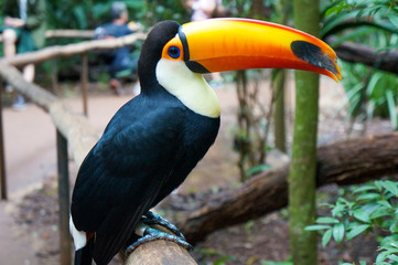 lindo tucano na árvore