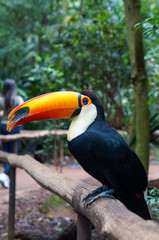 lindo tucano na árvore