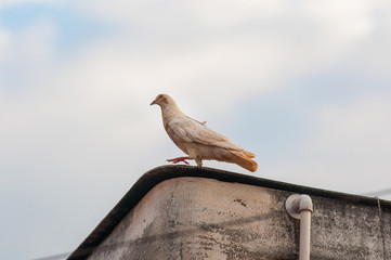 white pigeon takes a decisive step