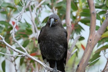 タスマニア、世界遺産クレイドルマウンテンの野鳥。Australian bird Currawong at the World Heritage Cradle Mountain National Park, Tasmania, Australia.