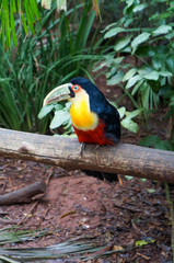 lindo tucano na árvore