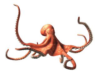 With eight tentacles waving in various directions, a pink and red octopus, the popular marine animal, looks at you with its dark eye. 3D Rendering. © Daniel Eskridge