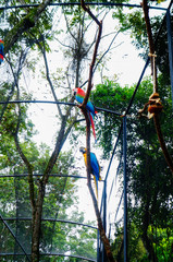 araras coloridas na natureza