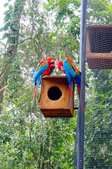 araras coloridas na natureza