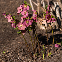 Winter flowers, hellebore blooms in freshly mulched garden