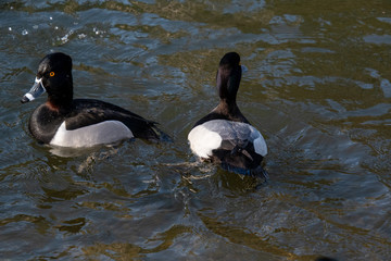 A male Ring-necked duck and a male Greater Scaup duck swimming together in the pond.  Vancouver BC Canada