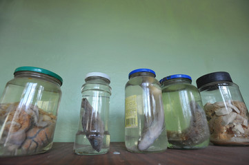 Radioactive fish farm in Chernobyl