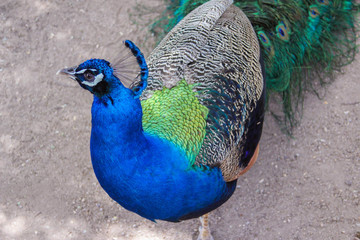 Peacock in the zoo