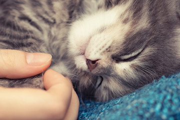 Naklejka na ściany i meble Female hand holds the paws of a small sleeping kitten. Love and tenderness for pets
