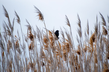 Salt Lake Preserve and Refuge