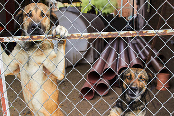 Dogs behind the bars