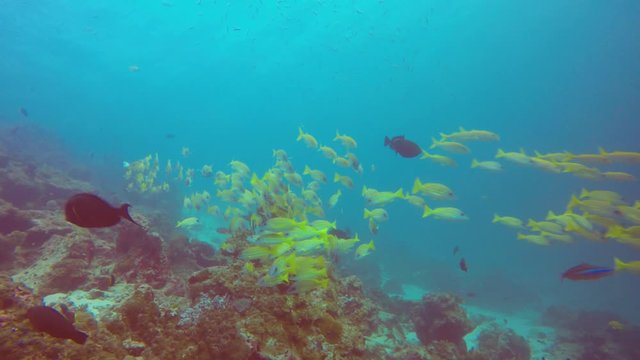 School of yellow Snapper fish on underwater coral reef 