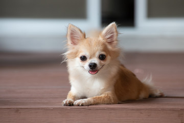 browm chihuahua sitting on floor. small dog in asian house. - obrazy, fototapety, plakaty
