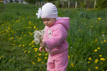 a little girl in a pink suit holds white dandelions against a green glade with yellow dandelions